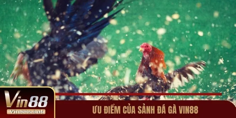 Ưu điểm của sảnh đá gà Vin88