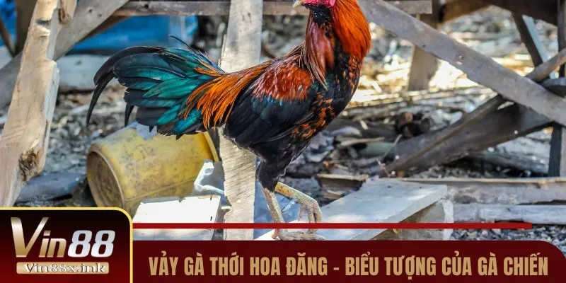 vay ga thoi hoa dang thum